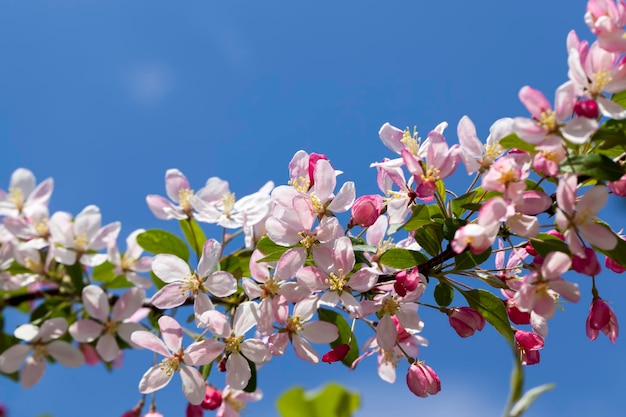 Linda árvore frutífera florescendo com flores vermelhas