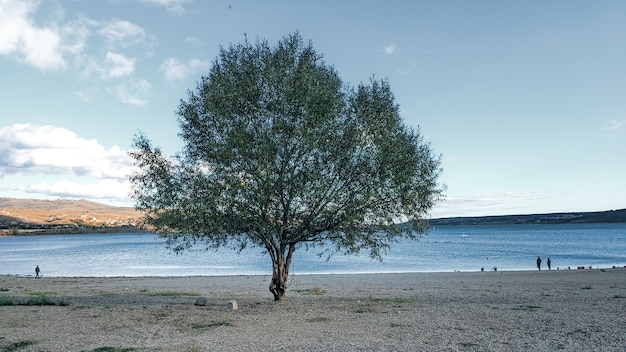 Foto linda árvore na praia do lago