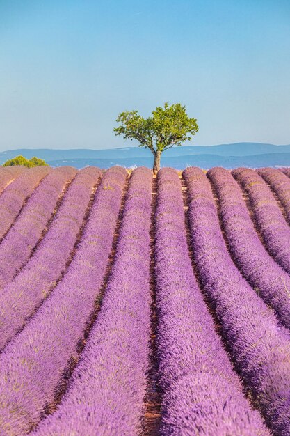 Linda árvore no campo de lavanda Provence França Árvore solitária no campo de lavanda Provence França