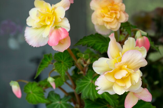 Linda begônia rosa-amarela com flores exuberantes. Floricultura, hobby, flores em casa.