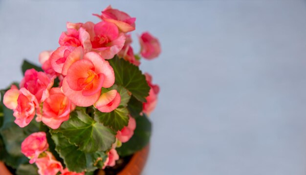 Linda begônia rosa florescente em um pote com espaço de cópia Plantas domésticas hobby floricultura