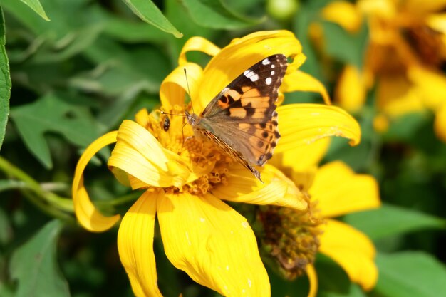 Linda borboleta agarrada à flor na natureza