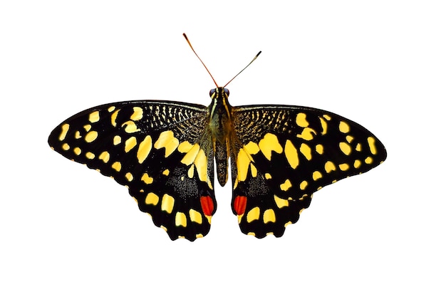 Linda borboleta amarela natural isolada no fundo branco