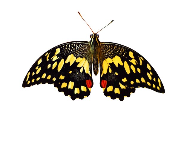 Linda borboleta amarela natural isolada no fundo branco