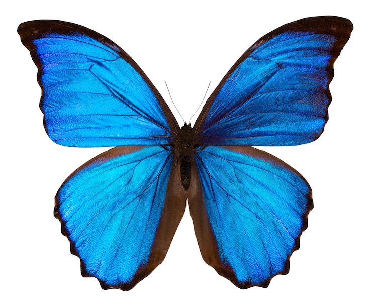 Linda borboleta azul isolada no branco. MORPHO DIDUS.
