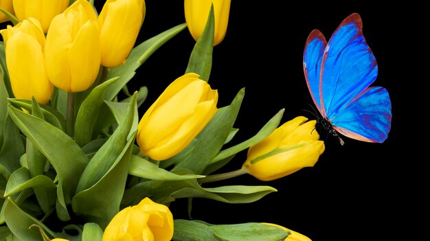 Linda borboleta azul sentada em uma tulipa amarela. buquê de lindas flores com uma mariposa em um fundo preto. Foto de alta qualidade