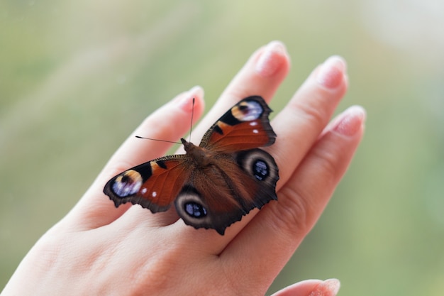 Foto linda borboleta borboleta pavão