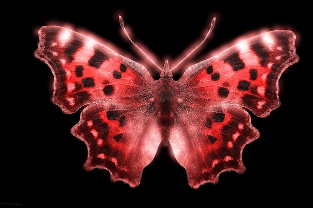 Linda borboleta colorida brilhante isolada em um fundo preto