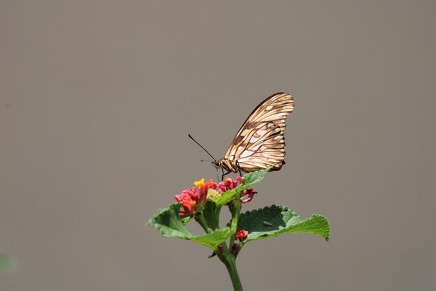 Linda borboleta em flor vermelha