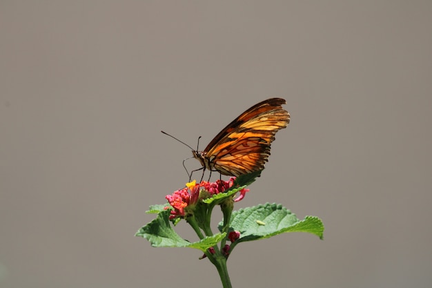 Linda borboleta em flor vermelha