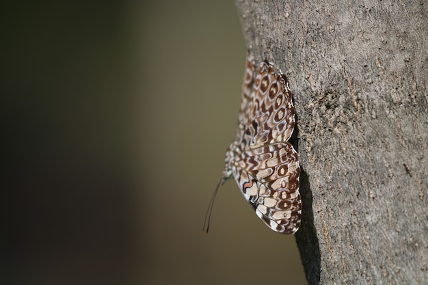 Linda borboleta em uma árvore de perto