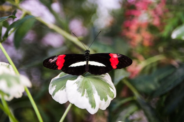 Linda borboleta empoleirada na folha verde no jardim