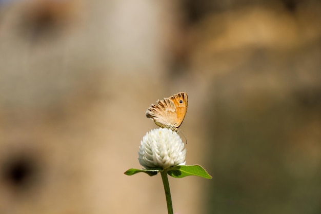 Linda borboleta empoleirar-se na flor