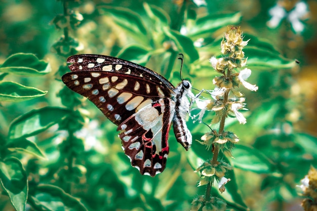 linda borboleta Graphium doson voando entre as folhas durante o dia foto premium