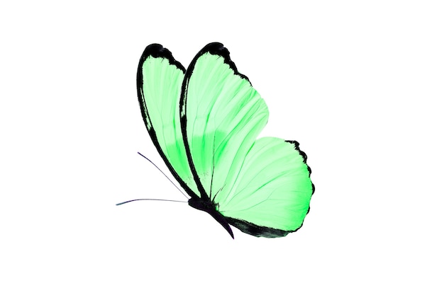 Linda borboleta isolada no fundo branco
