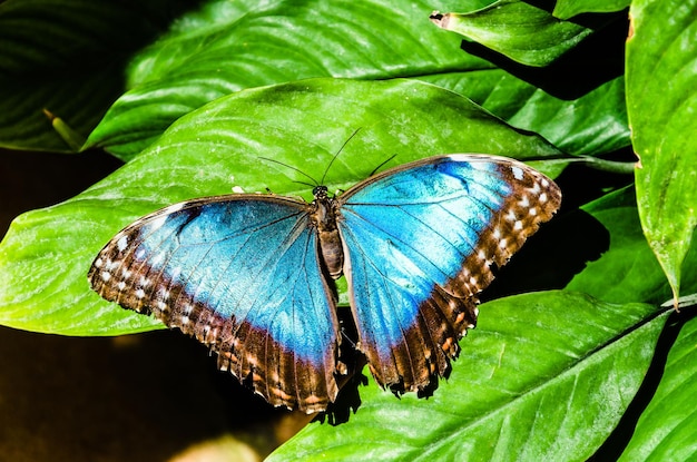 Linda borboleta morpho peleides blue morpho em folhas verdes