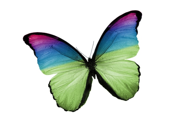 Linda borboleta multicolorida isolada no fundo branco