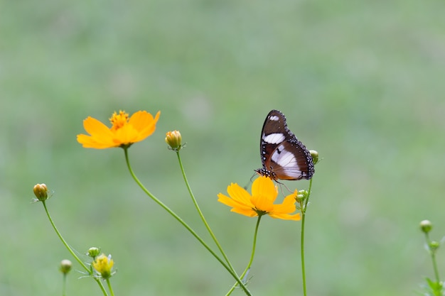 Linda borboleta na flor da planta