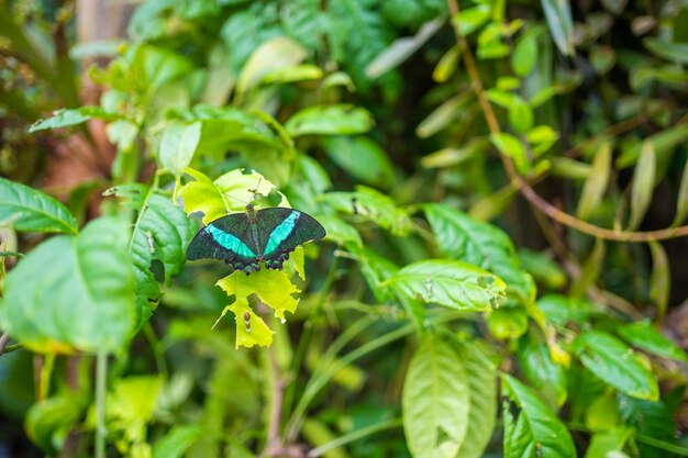 Linda borboleta na floresta tropical do jardim botânico em praga europa