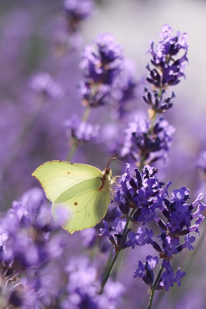 Linda borboleta no campo de lavanda em dia de verão closeup