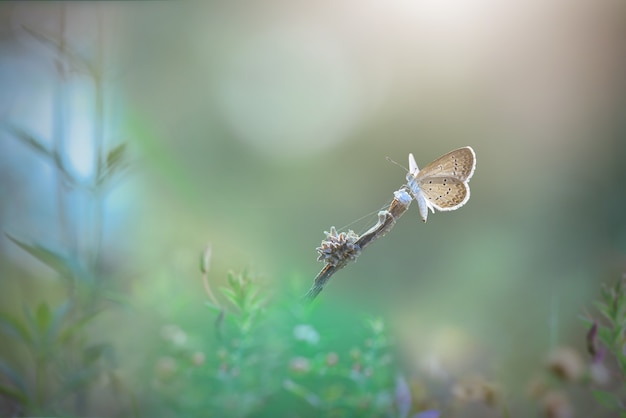 linda borboleta no fundo da natureza