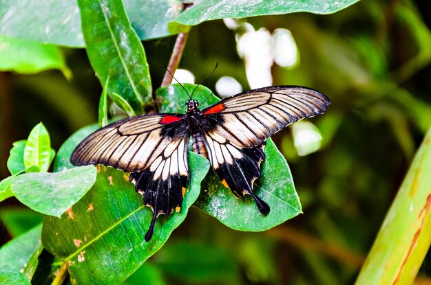 Linda borboleta papilo memnon em folhas verdes.