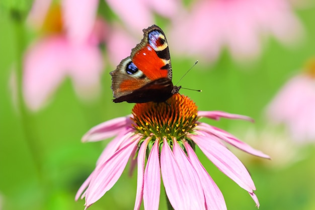 Linda borboleta pavão europeia colorida em equinácea de flor roxa em um jardim ensolarado