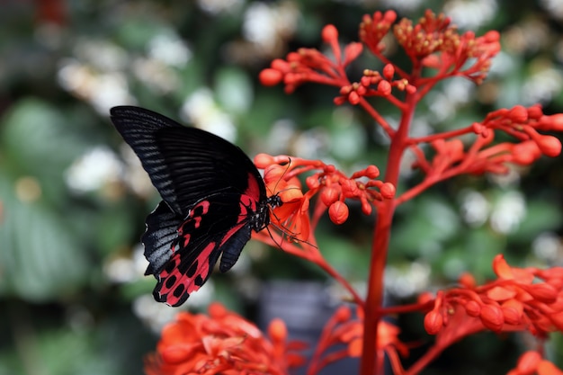 Foto linda borboleta tropical em fundo borrado da natureza