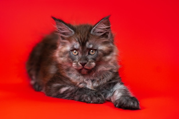 Linda buceta feminina American Longhair Coon deitado sobre fundo vermelho e olhando para a câmera