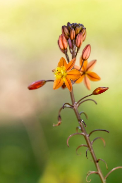 Linda Bulbine frutescens