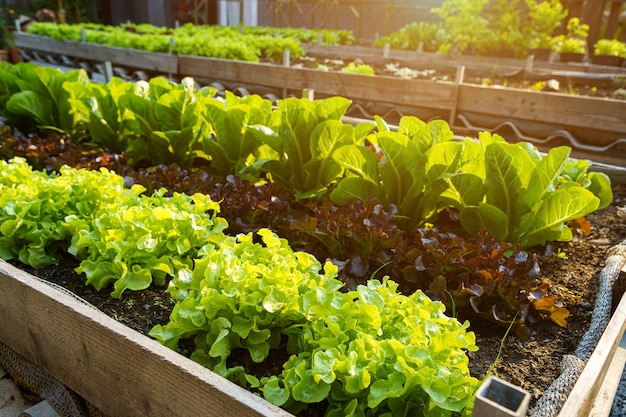 Foto linda butterhead orgânica, mini cos, alface de carvalho verde e vermelho ou salada de horta no solo crescendo, colheita agricultura agropecuária.