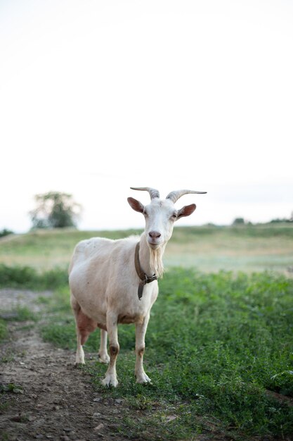 Linda cabra em um campo aberto