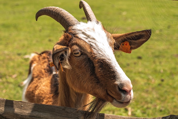 Una linda cabra mira desde detrás de una valla en una granja Cabra detrás de una valla