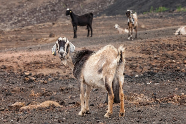 linda cabra de perfil en una granja en Fuerteventura