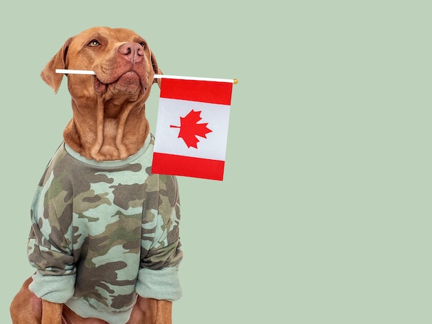 Linda camisa militar de perro marrón y bandera canadiense