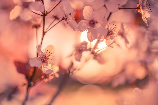 Linda cena da natureza da primavera com árvore rosa florescendo Dream nature blur vista de campo Closeup nature