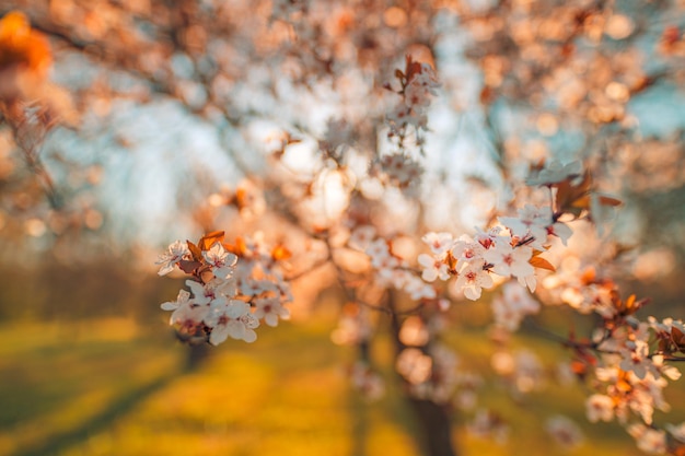 Linda cena da natureza da primavera com árvore rosa florescendo Dream nature blur vista de campo Closeup nature