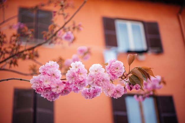 Linda cereja japonesa ou sakura florescendo na primavera contra casa laranja na itália