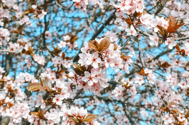 Linda cereja na primavera