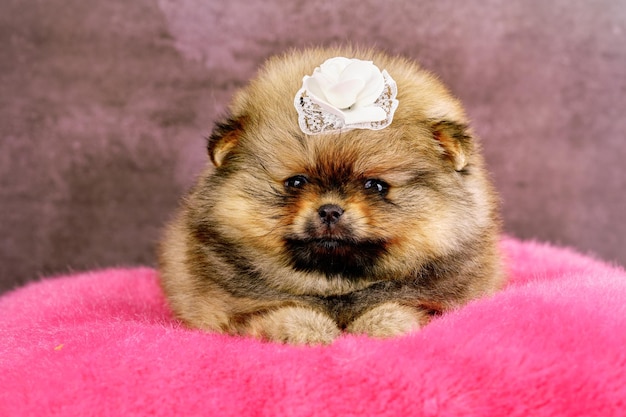 Linda chica Pomerania cachorro 2 meses de edad con un lazo en la cabeza