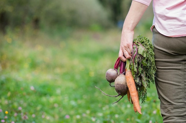 Linda chica sosteniendo zanahorias y remolachas en las manos solo para recolectar en el jardín Verduras recién cosechadas