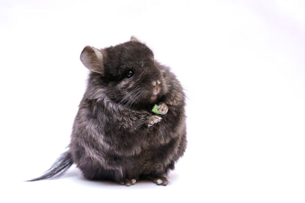 Linda chinchilla gris come sobre un fondo blanco hogar animal peludo de roedores