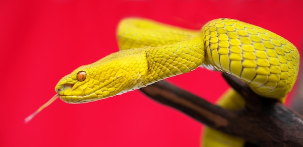 Linda cobra víbora amarela em close-up