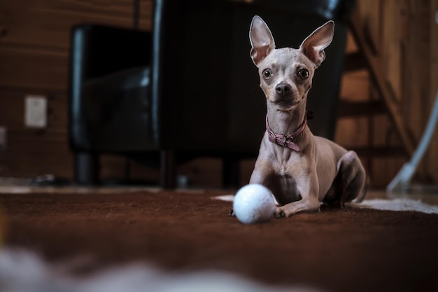 Linda coleira rosa de cachorro terrier de brinquedo russo calmamente descansando no tapete após o jogo com bola de golfe