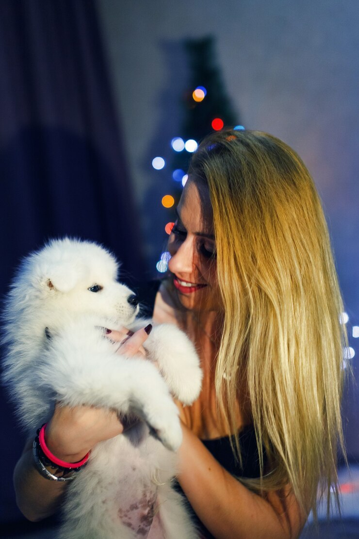 Foto linda com cachorro husky samoiedo em decorações de natal