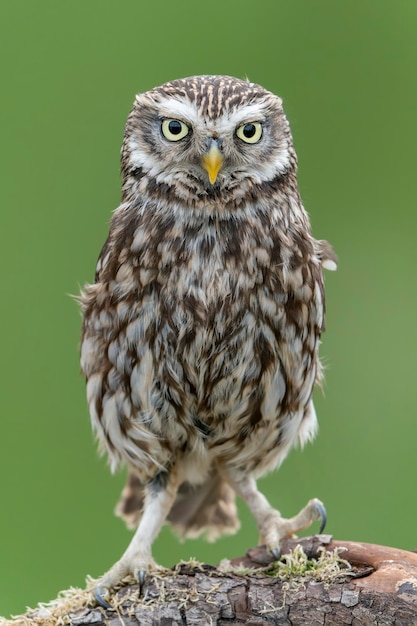 Linda Corujinha (Athene noctua) em um galho à procura de presas. Bokeh de fundo verde