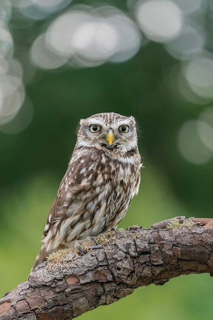 Linda Corujinha (Athene noctua) em uma árvore à procura de presas. Bokeh de fundo verde