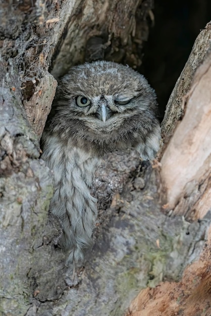 Foto linda corujinha (athene noctua) em uma árvore oca à procura de presas.