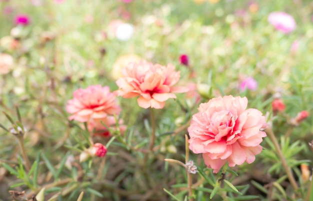 Linda de 3 flores portulaca oleracea na natureza