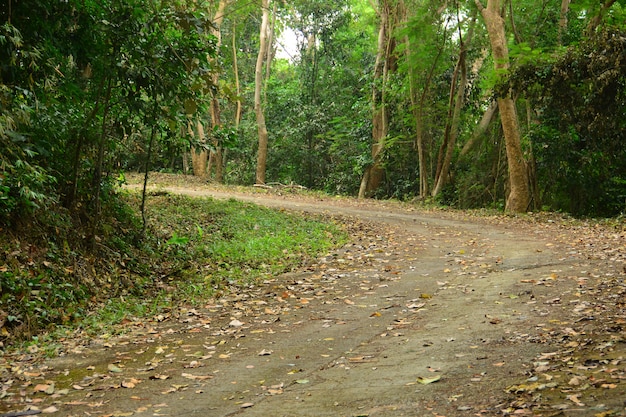 Linda de paisagem do caminho com árvore